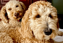 two goldendoodles. Des Moines Mom
