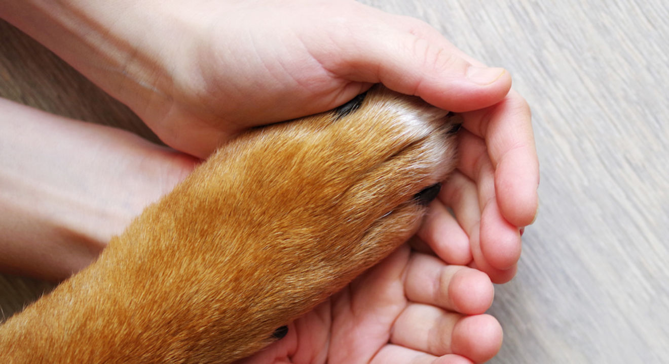 hands holding dog paw. adopting a pet. Des Moines Mom