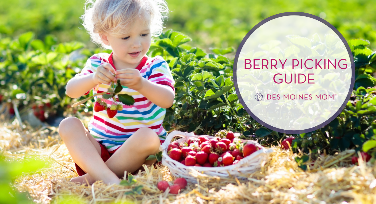 Boy sitting on ground in strawberry patch. Berry Picking des moines. Des Moines Mom