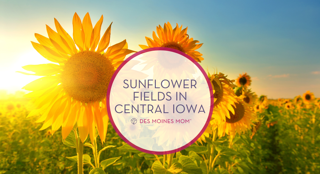 Sunflowers around Des Moines