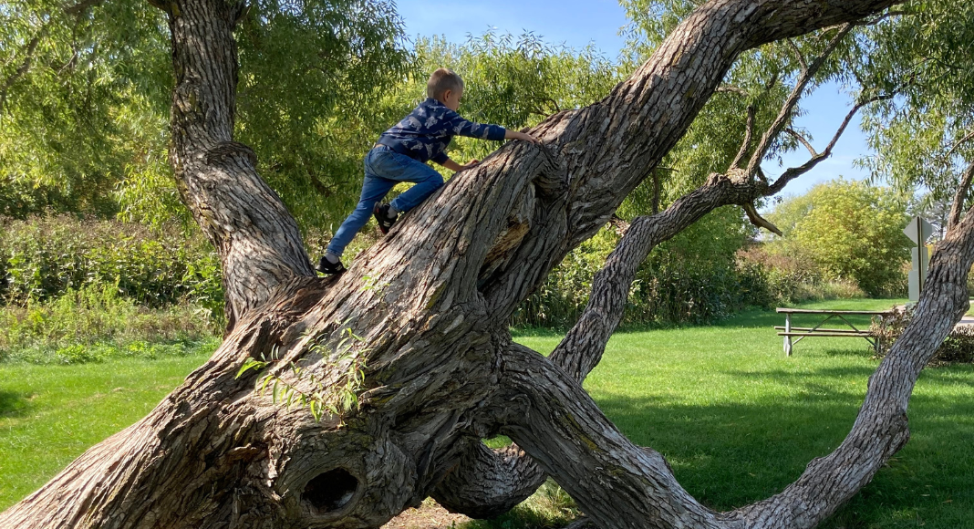 boy climbing tree. 1000 hours outside. Des Moines Mom