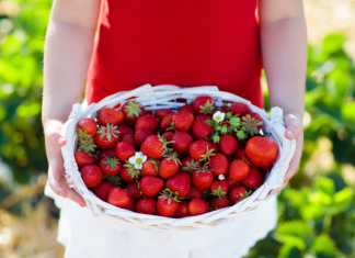 Berry Picking Guide des moines