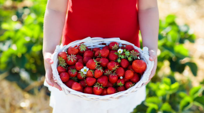 Berry Picking Guide des moines